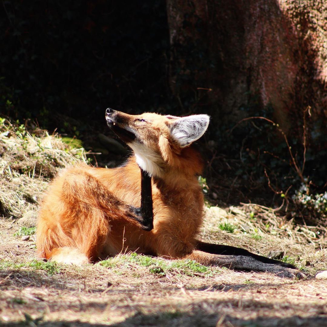 Picture of a maned wolf